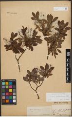 Foto von Salix waldsteiniana Willd.